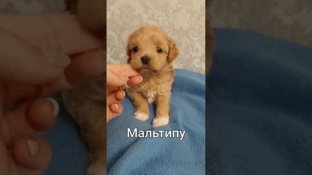 #купить #мальтипу #puppy #dog смотреть онлайн