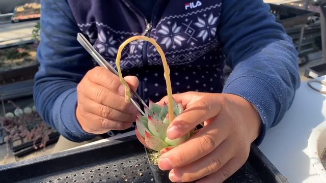 【多肉植物】【ガーデニング】アメイジングなデベソ😱　　多肉大好き！なりちゃんパパ　多肉奮闘記その639