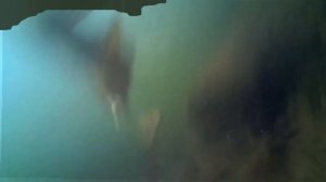 Лещ на ФЛЭТ под водой