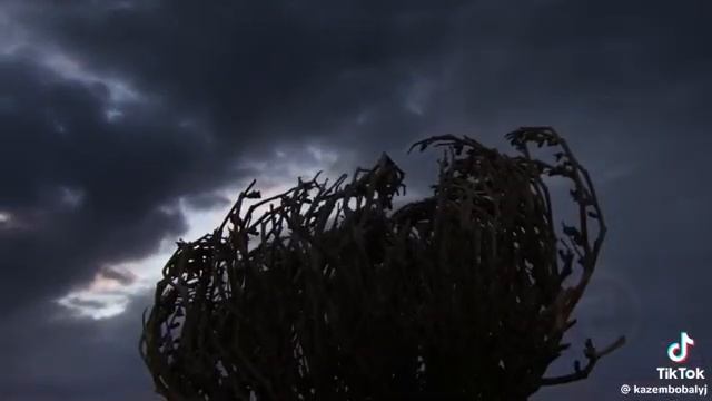 необычные растение перекатиполя смотреть онлайн