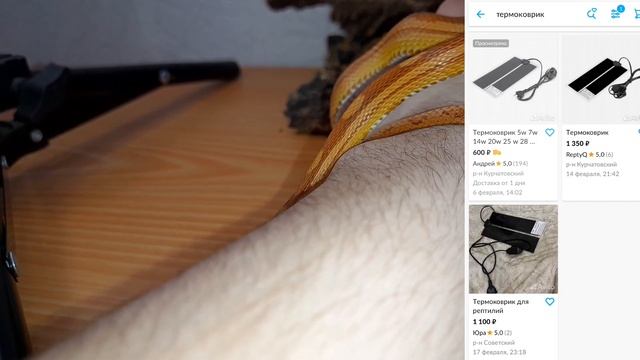 Сколько стоит содержание маисового полоза? Цена маисового полоза! смотреть онлайн