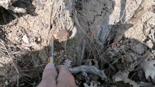 Kuzu göbeği mantarı, Kuzu göbeği mantarı toplama, Morchella elata, Morel mushroom, Mantar çeşitleri смотреть онлайн