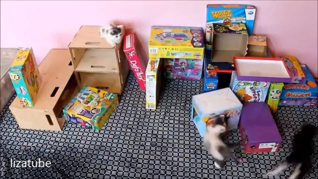 13 Котята играют в коробках  CATBOX  Построили с Лизой лабиринт для котиков смотреть онлайн