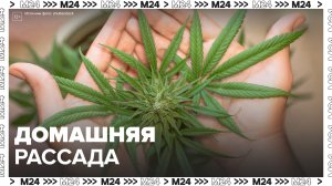 Житель Подмосковья хранил у себя почти 15 килограммов марихуаны - Москва 24