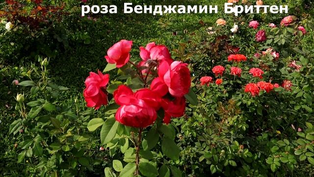 Моя коллекция, красные и прекрасные розы Д.Остина! Самые ТОПовые сорта. смотреть онлайн