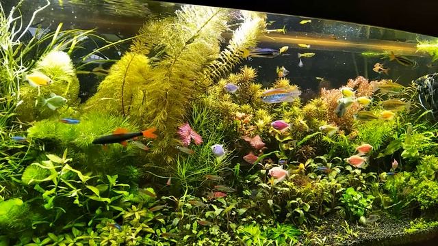 #Перекись в #аквариуме. Самое универсальное средство в #аквариумистике! смотреть онлайн