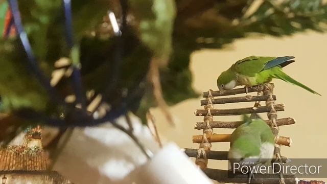 ПЕНИЕ СОЛОВЬЯ И ЛЕСНЫХ ПТИЦ! УРОК ДЛЯ ПОПУГАЯ. смотреть онлайн