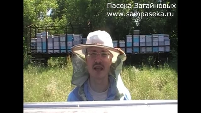 КАК ПРИНИМАТЬ ПЕРГУ: ДОЗИРОВКИ. смотреть онлайн