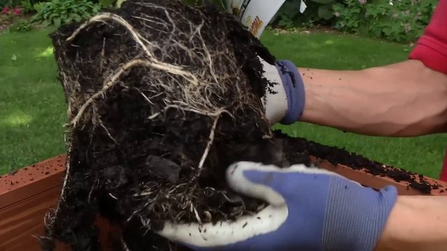 How to Build the Perfect Container Garden featuring Tropicanna canna смотреть онлайн