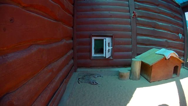 Зоопарк Натюрлих, Барановичи смотреть онлайн