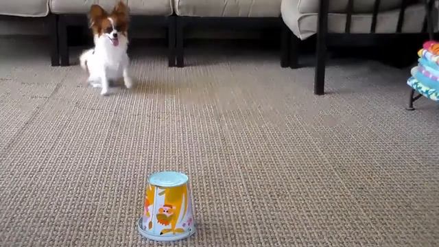 Funniest Papillon Dog Breeds Videos Compilation - Funny Dog Cute смотреть онлайн