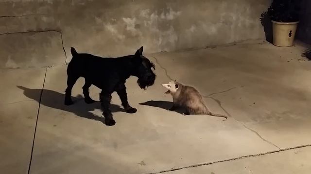 Standard Schnauzer vs Possum смотреть онлайн