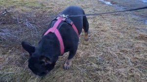 Вязка французского бульдога , Alice & Marve