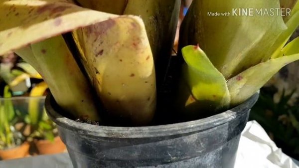 Bromeliae. Бромеливые часть 3. Уход и размножение .