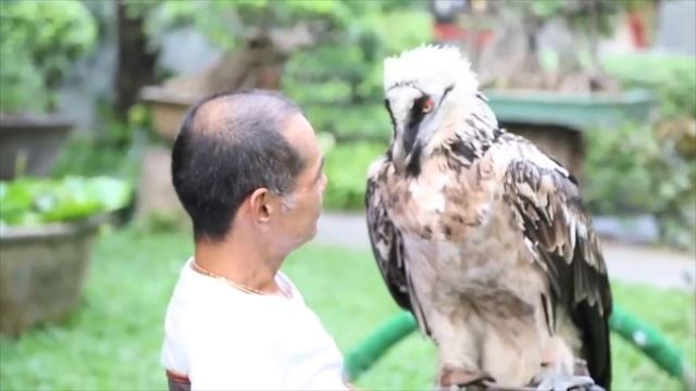 Этого Орла Боятся Волки и Даже Медведи... Хищные Птицы в Деле! смотреть онлайн