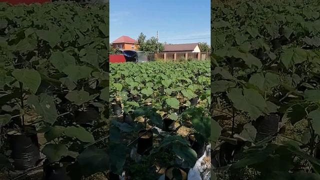 Саженцы павловнии Шан Тонг смотреть онлайн