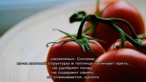 Как правильно проводить мульчирование томатов в теплице скошенной травой и другими материалами