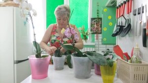 Подкормка орхидей янтарной кислотой.