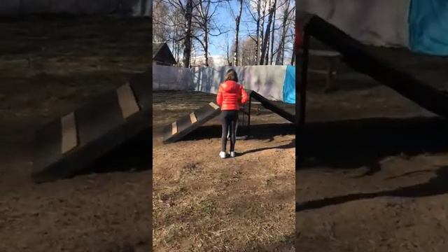 💖Небольшая ДРЕССИРОВКА щенков🐕(АЛАБАИ)😍 смотреть онлайн