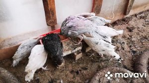 Птица на подворье, индюшата в теплице