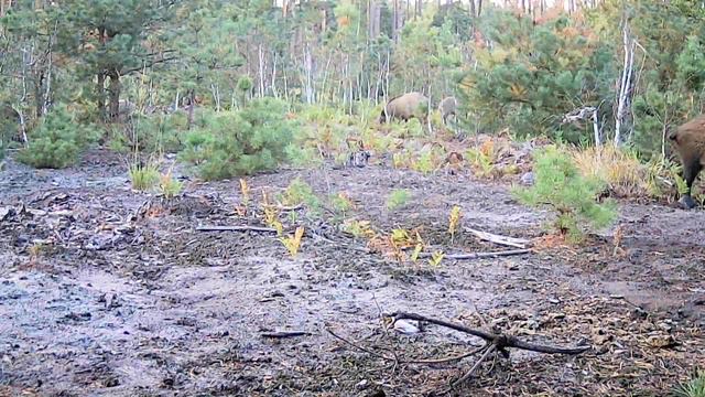 WILD BOAR. смотреть онлайн