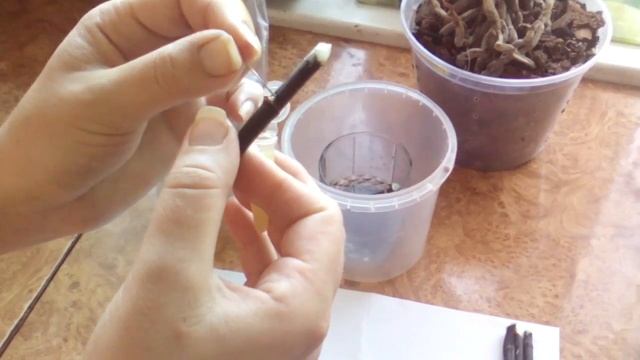 Цитокининовая паста для быстрого размножения орхидей. смотреть онлайн