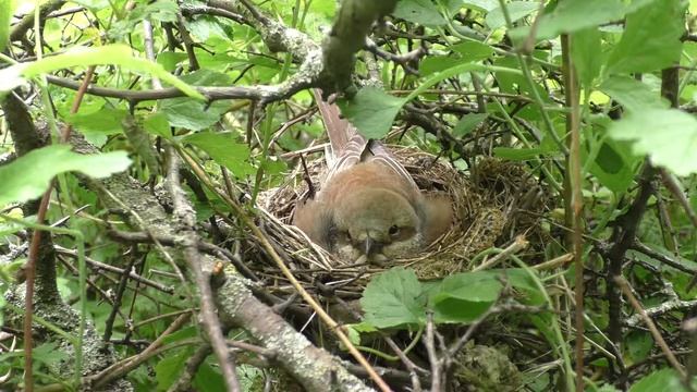 Жулан у дороги 160613 1 14 2Pa770 9 ♂ дал паука, ♀ скормила ХОРОШО смотреть онлайн