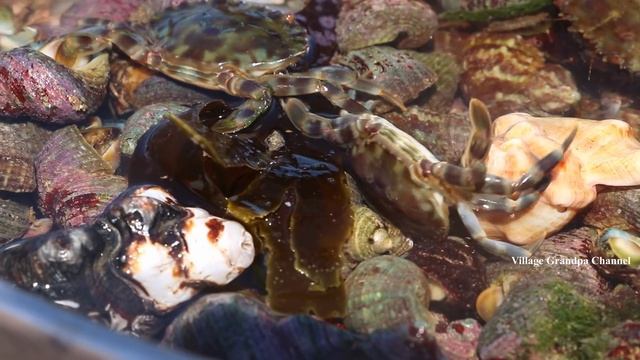 SEA SNAIL HUNTING | DELICIOUS SEA SNAIL RECIPE | Catching and Cooking Snail |Village Grandpa Huntin смотреть онлайн