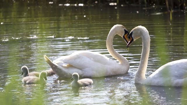 The Swan Spirit Guide - Ask the Spirit Guides Oracle - Totem Animal, Power Animal - Magical Craftin смотреть онлайн