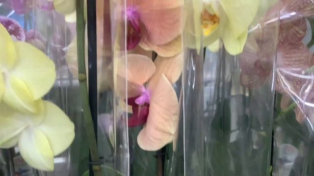 Леруа Мерлен ОРХИДЕИ , обои. Leroy Merlin смотреть онлайн