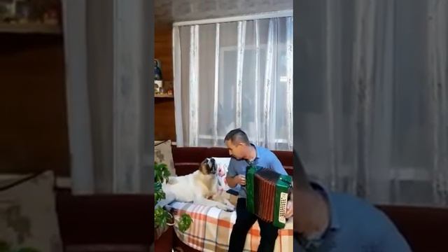 Поющий Алабай😛 смотреть онлайн