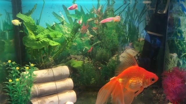 Моя золотая рыбка смотреть онлайн