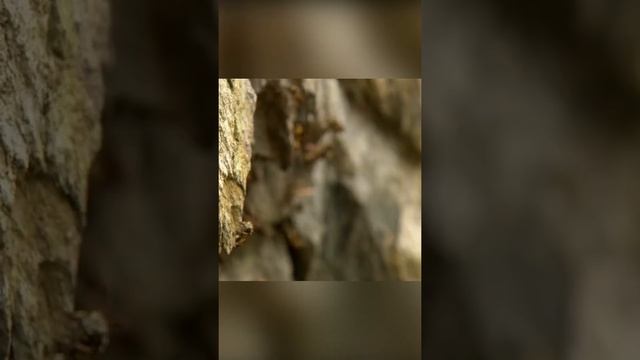 Качество или количество? Эпичная битва смотреть онлайн