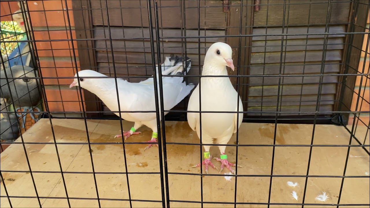 Бакинские голуби ️ старопородные #baku#bakupigeons