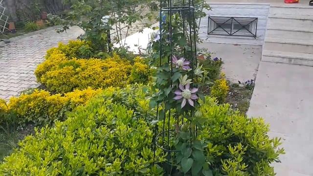 Clematis Crystal Fontaine смотреть онлайн