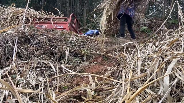 小伙扎根农村搞养殖天天带着媳妇去地里割草，这算不算夫唱妇随。 смотреть онлайн