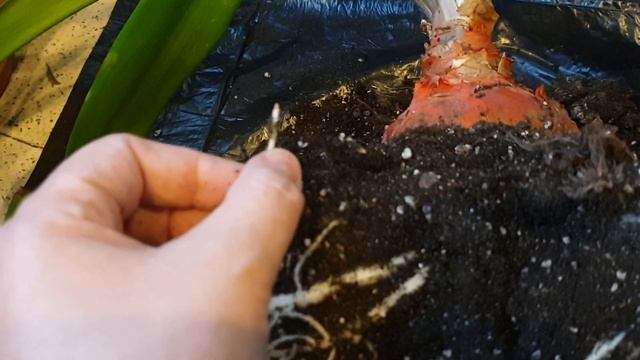 корни гиппеаструма Double dream в 9 литровом горшке смотреть онлайн