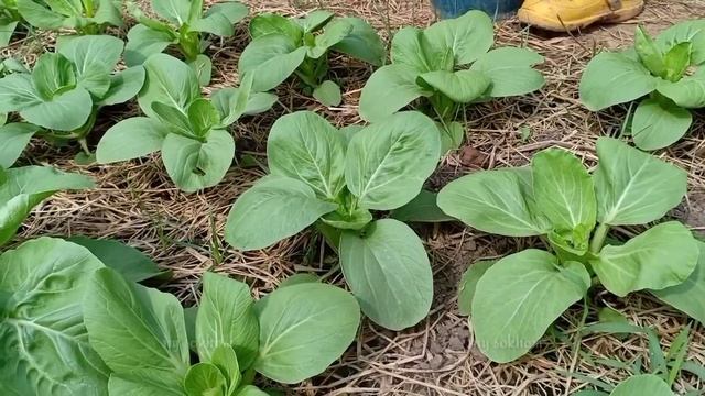Brilliant! only 36 days to grow Pak Choi from seeds / How to grow pak choi from seeds till harvest. смотреть онлайн