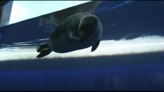 подводный мир оз байкала смотреть онлайн