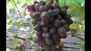 Виноград 2022. Эмир