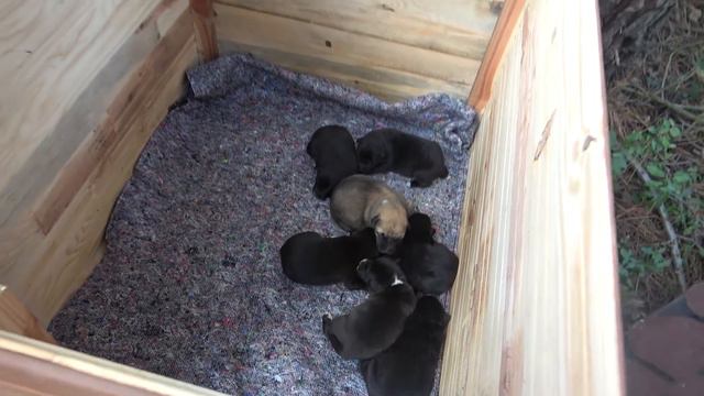 The mama dog, who gave birth puppies on the snow. Part 2: The snowfall is over. смотреть онлайн