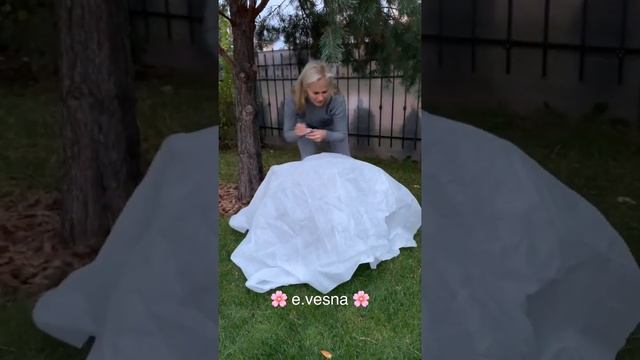 Укрытие рододендрона смотреть онлайн