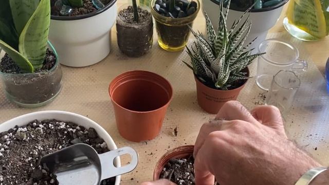 Haworthia or Zebra succulents,How to take care, how aften to water and how to propagate? Potting mi смотреть онлайн