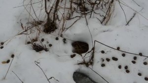 Спешу предупредить перед началом охоты/Паразиты в дикой утке