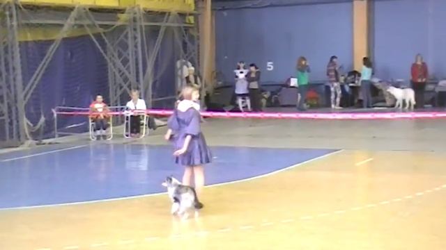 г.Пермь.Танцы с Собаками смотреть онлайн