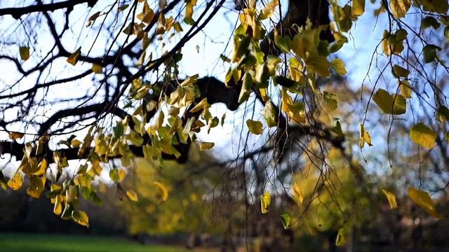 LUMIX S5 |VIVD 4K|Manual Focus|MEIKE 50mm|F/1.7 смотреть онлайн