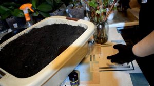 Clonex gel - 100% результат при укоренении черенков винограда