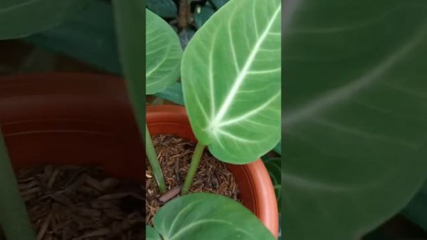 Amazing Anthurium Villenaorum - rare plant - langka