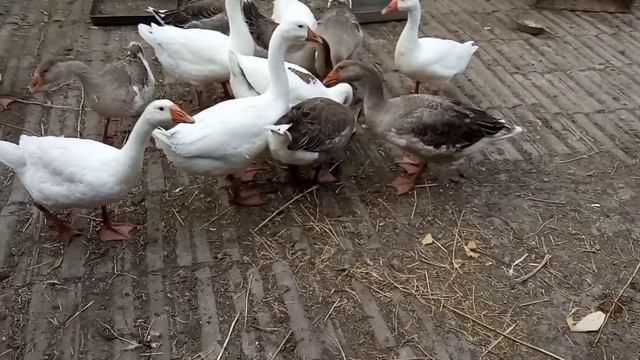//Вечерний обход хозяйства//Гуси и гусята//Утка сидит на яйцах// смотреть онлайн