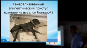 Эпилепсия. Судороги у собак и кошек что делать.